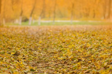 Yapraklı çok renkli sonbahar arkaplanı. Sonbahar güneşli bir günde arka plandan ayrılıyor. Renkli ağaç yaprakları 