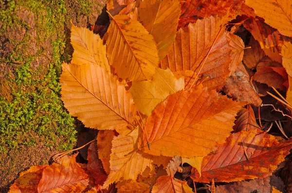 Красочная Листва Солнечных Лесах Осенняя Натуральная Текстура Фона Красочными Листьями — стоковое фото