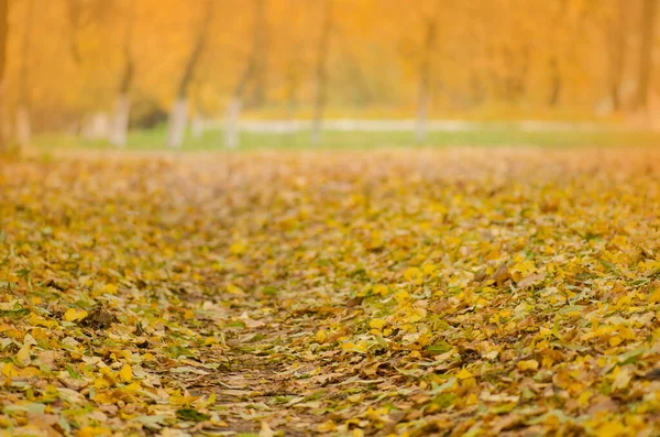 Fondo Autunnale Multicolore Con Foglie Autunno Lascia Sfondo Una Giornata — Foto Stock