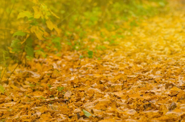 햇살에 색깔의 나뭇잎이 나옵니다 가을은 배경을 이룬다 형형색색의 지면에 — 스톡 사진