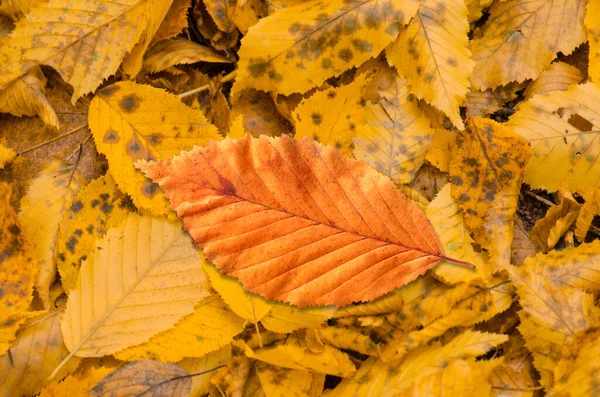 Bellissimo Sfondo Colorato Foglie Cadute Foglie Autunnali Giacciono Terra Sfondo — Foto Stock