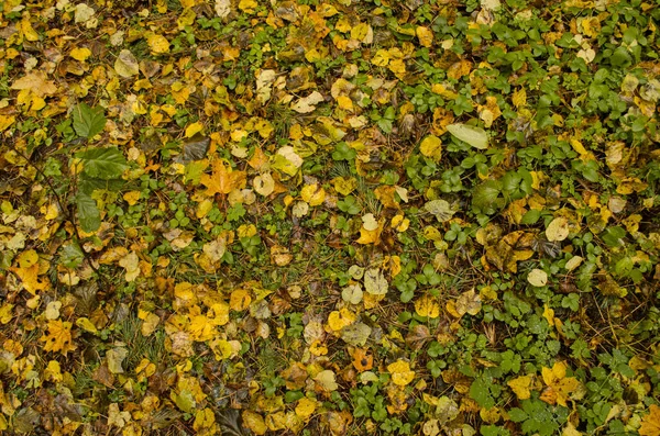 Herbst Hintergrund Textur Mit Bunten Blättern Muster Von Bunten Blättern — Stockfoto
