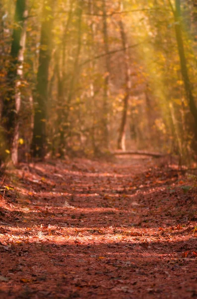 Осенняя Прогулка Старой Дорогой Лесу Осенний Пейзаж Дорогой Закате Осенний — стоковое фото