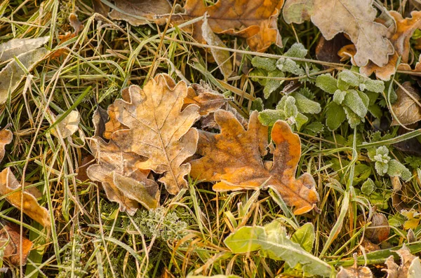 Foglie Quercia Gialla Terreno Autunno Foglie Quercia Sfondo Autunno Foglie — Foto Stock