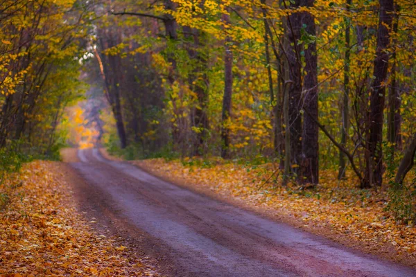 Outono Bela Paisagem Com Estrada Rural Vazia Floresta Outono Com — Fotografia de Stock