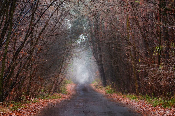 Herbstwald Mit Landstraße Ein Wahres Wunder Der Herbstnatur Schotterpiste Durch — Stockfoto