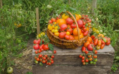Sulu kırmızı domatesler yaz çimlerinde yatıyor. Farklı domateslerle dolu büyük bir sepet.
