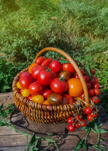 Grande Cesta Cheia Tomates Diferentes Tomates Maduros Uma Cesta Fundo — Fotografia de Stock