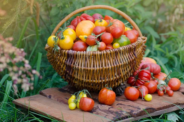 Tomates Bio Vertes Rouges Jaunes Orange Dans Panier Bois — Photo
