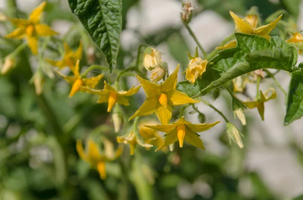 Organic tomato plant and flowers. Tomatoes plant with green leaves in the vegetable garden