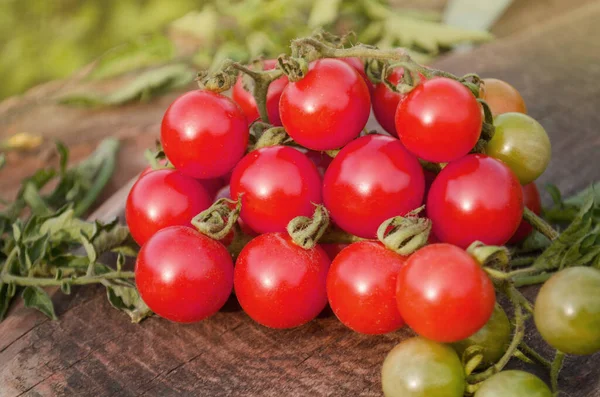 Φρέσκα Ντοματίνια Φρέσκες Ώριμες Βιολογικές Ντομάτες Ντομάτες Κεράσι Στο Αμπέλι — Φωτογραφία Αρχείου