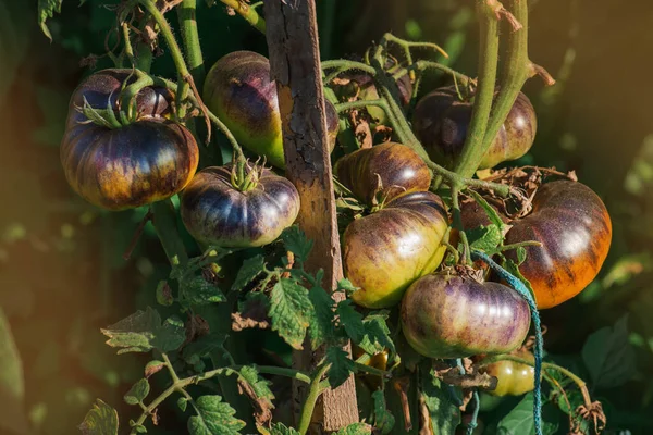 Tomaten Bio Gemüsegarten Reife Natürliche Tomaten — Stockfoto