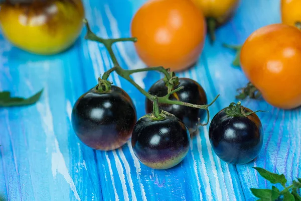 Tomates Negros Indigo Rose Sobre Fondo Madera Azul Cosecha Tomate — Foto de Stock