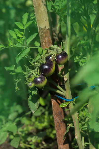 Cultivation of organic tomatoes. Black tomato plant and fruit. Growing tomatoes in greenhouse