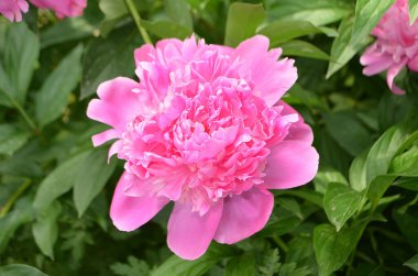 Pembe şakayık çiçekleri. Bir avuç pembe şakayık. Pembe çiçek açan şakayık.