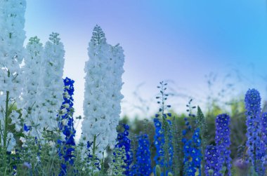 Delphinium çiçeği açıyor. Bahçede çiçek açan mum Delphinium çiçekleri. Delphinium melez karışımı