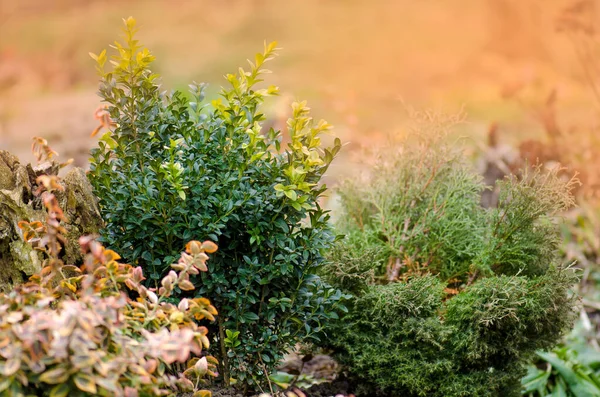 Projekt Krajobrazu Ogrodu Żółty Pomarańczowy Czerwony Ogród Jesienny Kolorowe Kwietniki — Zdjęcie stockowe