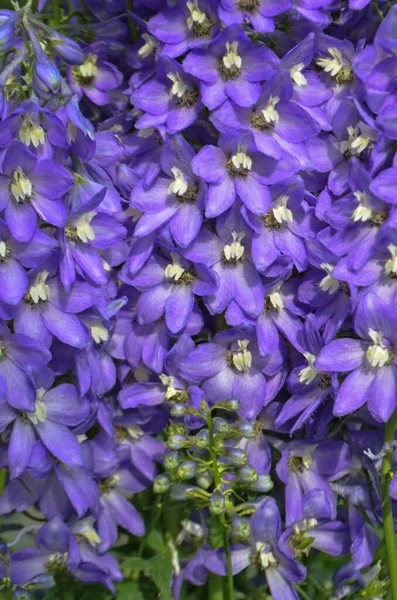 Kwiaty Delphinium Kwitną Wieloletnie Kwiaty Delphinium Niebieski Kwiat Delfinium — Zdjęcie stockowe