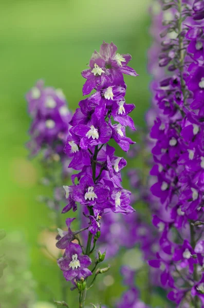 Kwiaty Jaśminu Delphinium Kwitnące Wieloletnie Kwiaty Delphinium — Zdjęcie stockowe