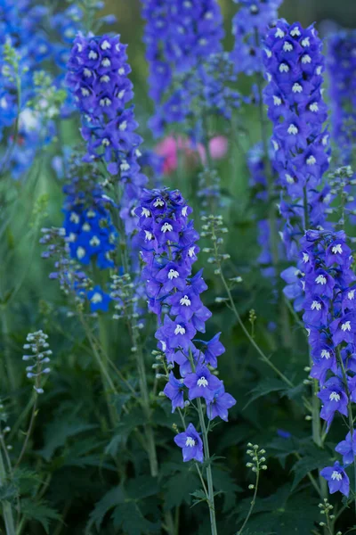 Niebieski Delphinium Rośnie Ogrodzie Podwójny Niebieski Kwiat Delfinium Niebieski Świt — Zdjęcie stockowe