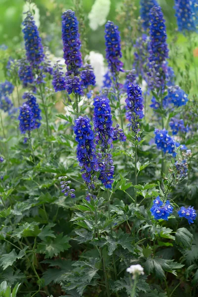 Delphinium Virágok Nyílnak Delphinium Kék Virága Egy Nyári Kertben — Stock Fotó