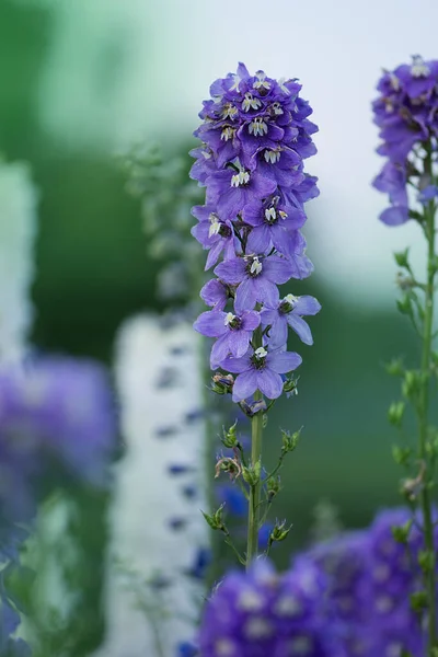 Kwiat Delphinium Kwitnie Piękny Larkspur Kwitnie Roślina Delphinium Kwiatami Rozmytym — Zdjęcie stockowe