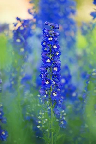Delphinium Blue Grows Garden Double Delphinium Blue Flower Blue Delphiniums — Stock Photo, Image