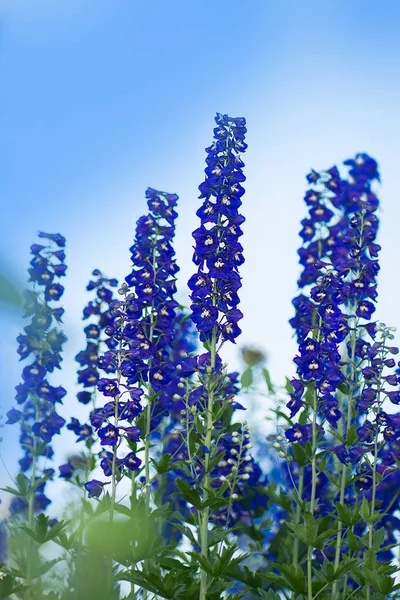 Bleu Delphinium Pousse Dans Jardin Double Fleur Bleu Delphinium Aube — Photo