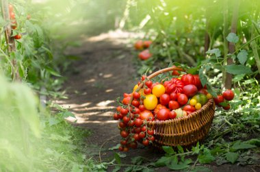 Doğa sepetindeki domatesler bulanık arka plan. Boş arka planda sepetteki taze domatesler. Seçici odak.