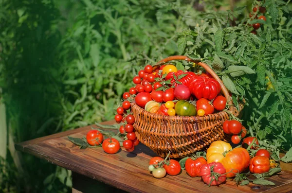 Ντομάτες Καλάθι Αφηρημένο Θολό Φόντο Bokeh Φρεσκομαζεμένα Προϊόντα Μια Φάρμα — Φωτογραφία Αρχείου