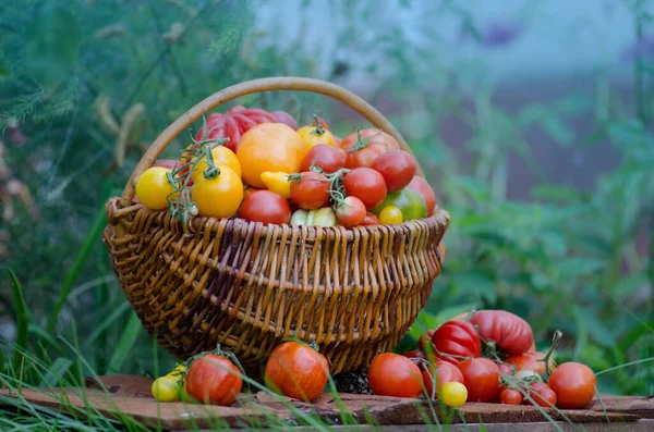 Tomates Différentes Formes Couleurs Dans Des Paniers Osier Sur Fond — Photo