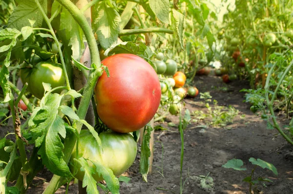 Röda Tomater Som Växer Ett Växthus Redo Att Plockas Färska — Stockfoto