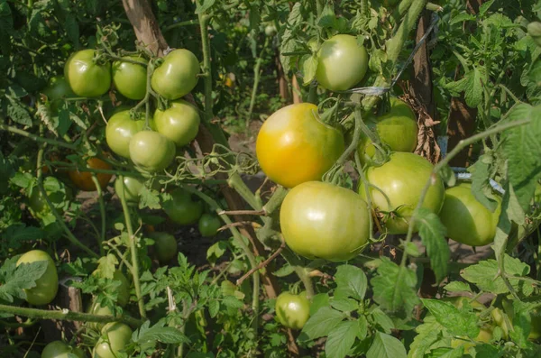 Pole Zielonymi Pomidorami Bio Ogród Pomidorami Roślin Niedojrzałe Organiczne Rośliny — Zdjęcie stockowe