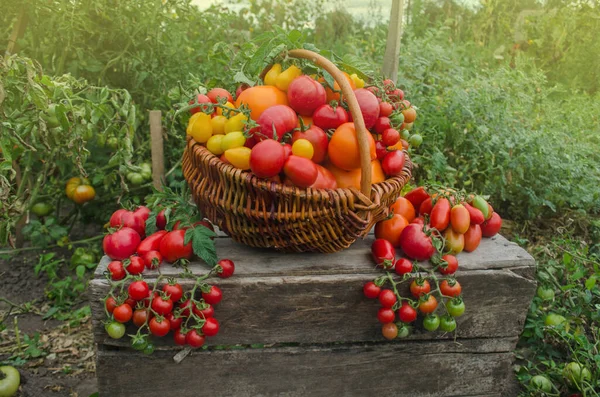 Innhøstingsprosess Tomater Høste Økologiske Tomater Drivhuset Mange Forskjellige Tomater Sommerdagen – stockfoto