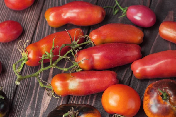 Συγκομιδή Των Διαφόρων Τοματών Όμορφες Ώριμες Διαφορετικές Ποικιλίες Ντομάτας Πολύχρωμες — Φωτογραφία Αρχείου