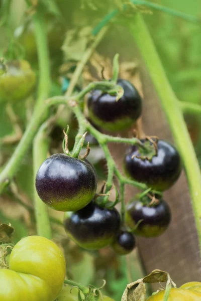 Anbau Von Bio Tomaten Blue Berries Golden Crabapple Pflanze Und — Stockfoto