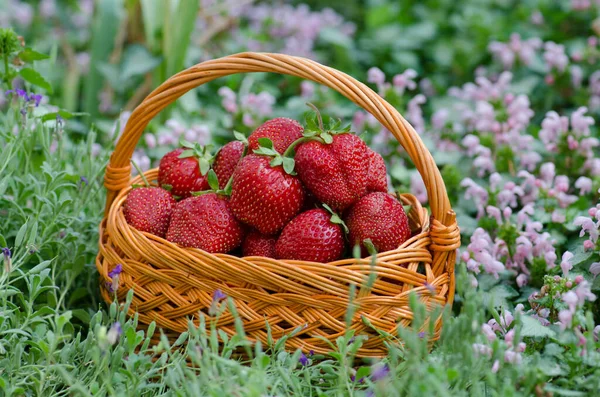 Las Fresas Cesta Sobre Fondo Los Campos Con Las Plantas — Foto de Stock