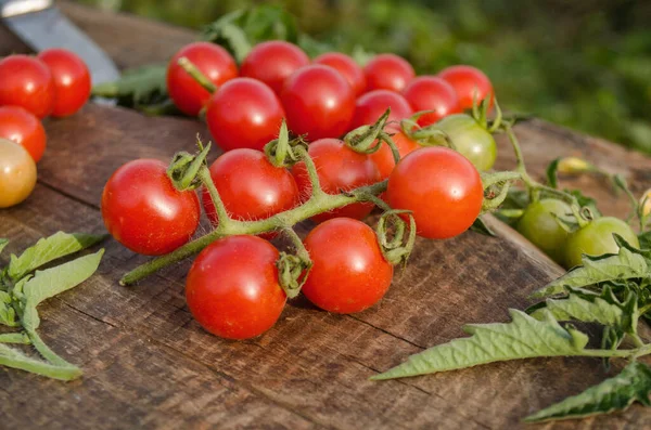 葡萄藤上的樱桃西红柿 枝条上成熟新鲜的樱桃西红柿 番茄樱桃枝 — 图库照片