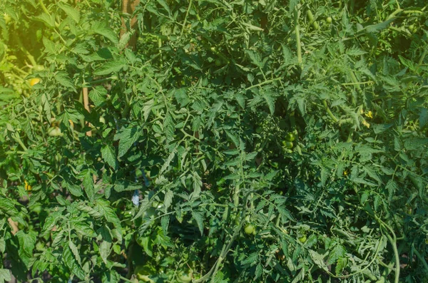 Pole Zielonymi Pomidorami Bio Ogród Pomidorami Roślin Organiczne Rośliny Pomidorów — Zdjęcie stockowe
