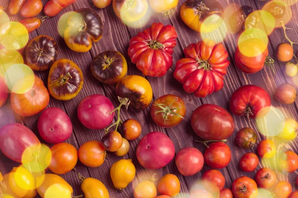 Συγκομιδή Των Διαφόρων Τοματών Όμορφες Ώριμες Διαφορετικές Ποικιλίες Ντομάτας Πολύχρωμες — Φωτογραφία Αρχείου