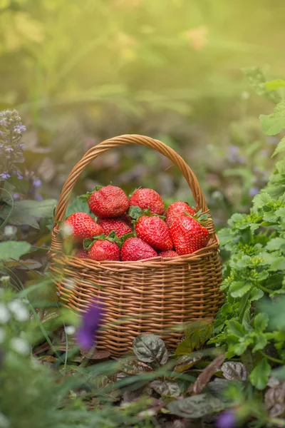 Strawberries Healthy Berries Sunny Day Fresh Berries Healthy Food Basket — Stock Photo, Image