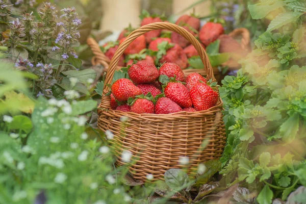 Wild Strawberry Summer Food Strawberries Growing Natural Environment Strawberry Leaf — Stock Photo, Image