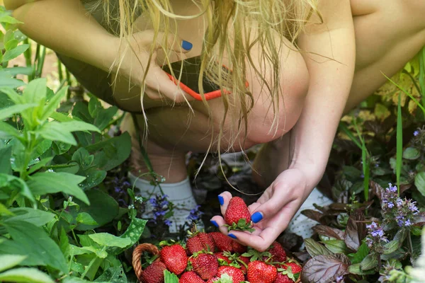 Strawberry Growers Working Harvest Greenhouse Female Hands Holding Fresh Strawberries — Stock Photo, Image