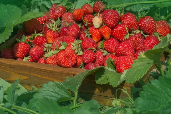 Ernte Von Frischen Erdbeeren Holzkiste Mit Roten Erdbeeren Der Nähe — Stockfoto