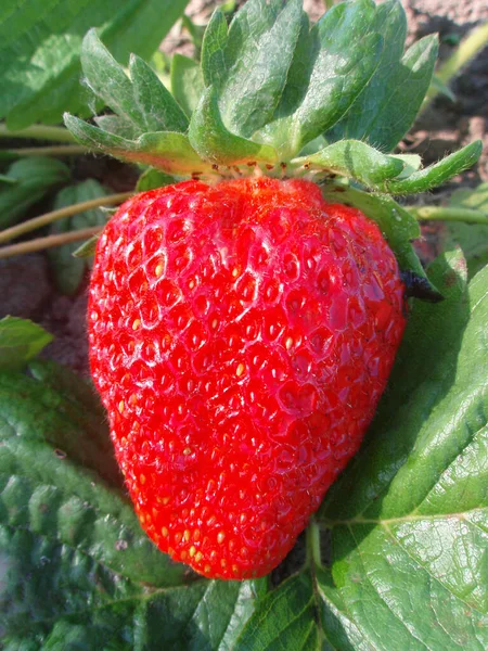 Frische Erdbeeren Vom Bauernhof Zurück Zur Naturlandwirtschaft Erdbeerfrüchte Wachstum Auf — Stockfoto