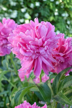 Blooming pink peony flower. Pink flowers peonies flowering. Peonies summer blossom. Beautiful fragrant peonies flowers. clipart