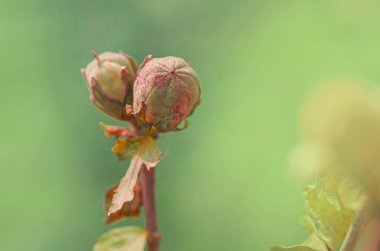 Tohumlu Hibiscus Syriacus. Hibiscus tohum kapsüllerini kapsüller. Tohumlu amberçiçeği kutusunu kurut