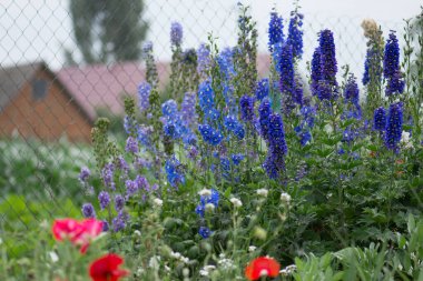 Bahçedeki Delphinium Magic Fountain. Çift mavi çiçek dezenyum koleksiyonu