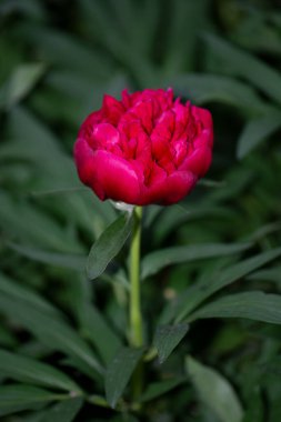 Bahçedeki kırmızı şakayıklar. Kırmızı şakayık makro fotoğraf. Burgundy şakayık çiçeği
