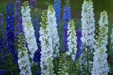 Delphinium çiçeği açıyor. Güzel tarla kuşu çiçek açar. Mum Larkspur bitkisi. Arkaplanı bulanık çiçekler.